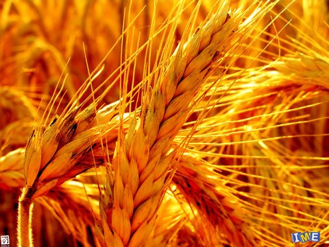 معامله ۱۶۰۰ تن گندم خوراکی در قالب طرح قیمت تضمینی