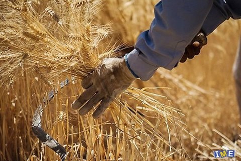 خرید ۱۶۸ هزار تن گندم از کشاورزان زنجانی