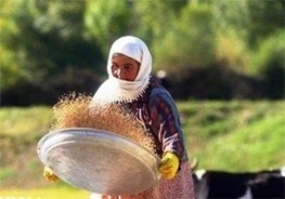 الزام آموزش به زنان روستایی در برنامه ششم توسعه / چندمیلیون زن روستایی در کشور داریم؟