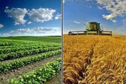 کشاورزی ایرانیان در برزیل آغاز شد
