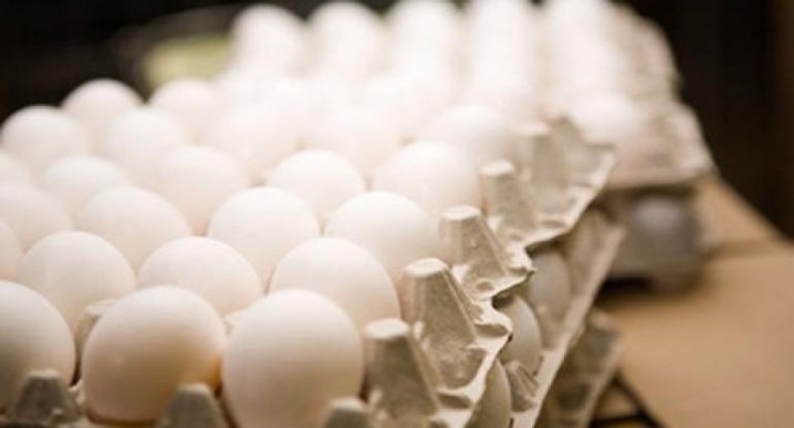 مرغد‌اران به د‌نبال شانه تخم‌مرغ