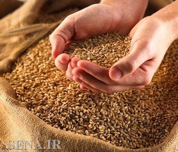 بورس کالا قیمت گندم را شفاف می‌کند