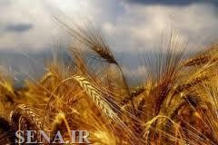 دو هزار و 500 تن گندم و شکر در تالار محصولات کشاورزی