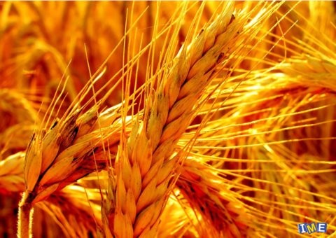 عرضه ۳۵ هزار تن گندم در تالار کشاورزی