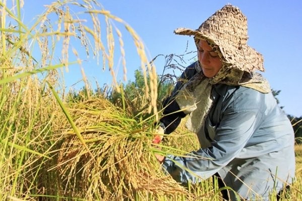 تاریخ مصرف برنج‌های خبرساز پایان سال تمام می‌شود