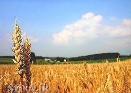 گندم مورد نیاز نانوایان آزادپز در بورس کالا عرضه می شود