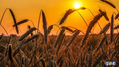 عرضه ۳۹ هزار تن گندم در تالار محصولات کشاورزی