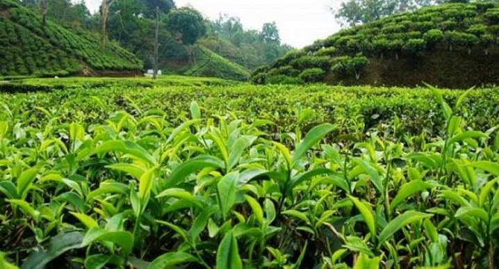 نرخ خرید تضمینی برگ سبز چای با گذشت 9 ماه از سال زراعی اعلام نشده است