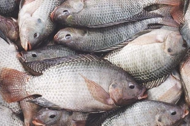 نرخ جدید مرغ و انواع ماهی در بازار/ تیلاپیا گران شد
