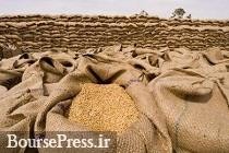 ایران ۴ میلیون تن گندم مازاد برای صادرات دارد