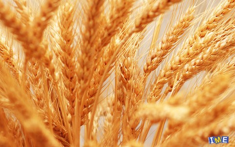 عرضه ۲۰ هزار تن گندم  ۴ استان در تالار محصولات کشاورزی