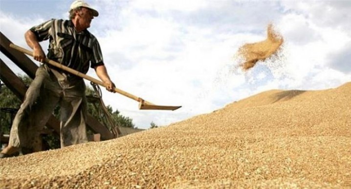 ایران ۳۰ هزار تن گندم از آلمان خرید