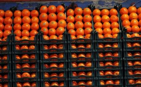 تشدید مقابله با ورودغیرقانونی میوه/ روزانه 300 تن نارنگی قاچاق توزیع می شود