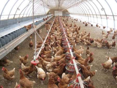 مرکز آمار ایران: 12 هزار و 573 واحد مرغداری گوشتی در کشور فعال است