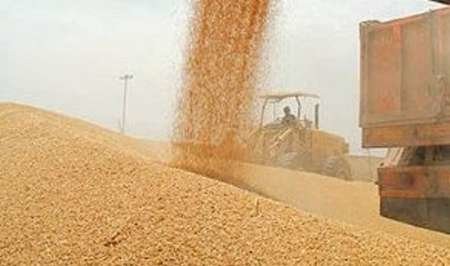 اگر تولید گندم مناسب است، چرا واردات دوباره آزاد شد؟