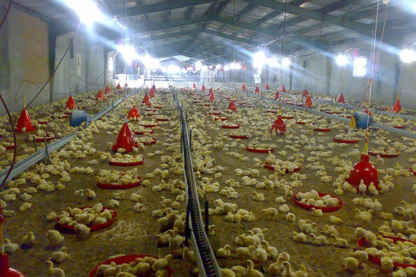 جزئیات تورم تولیدات مرغداری‌های صنعتی در پاییز