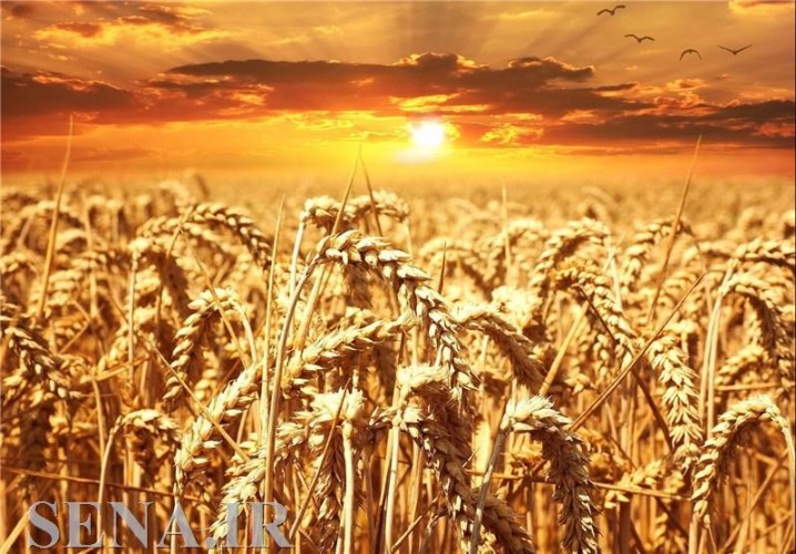۳ میلیون تن گندم مازاد باید از طریق بورس کالا صادر شود